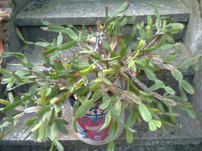 Name:  Fotoraf2181.jpg
Views: 596
Size:  65.9 KB