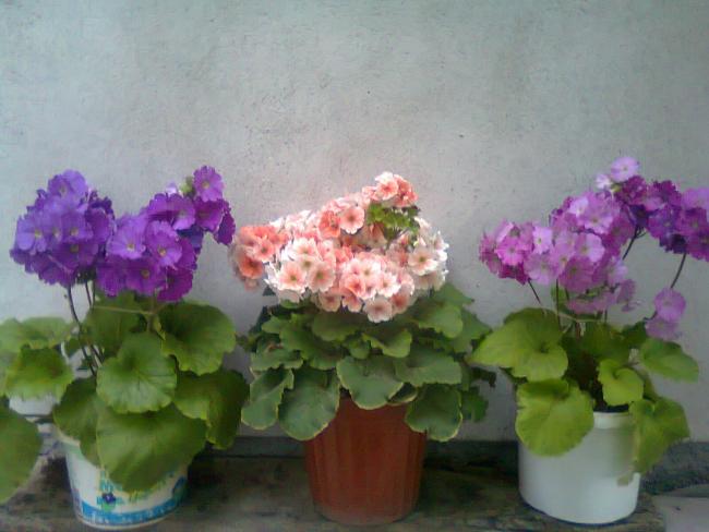 Name:  Fotoraf2177.jpg
Views: 549
Size:  38.6 KB