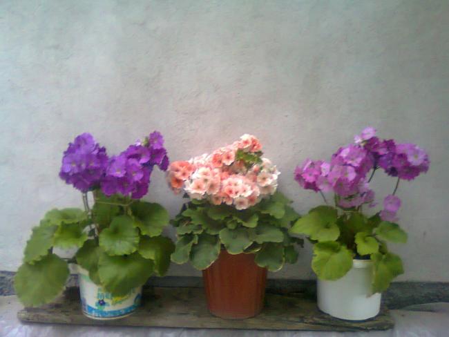 Name:  Fotoraf2178.jpg
Views: 569
Size:  32.5 KB