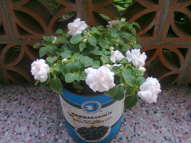 Name:  Fotoraf2172.jpg
Views: 558
Size:  56.3 KB