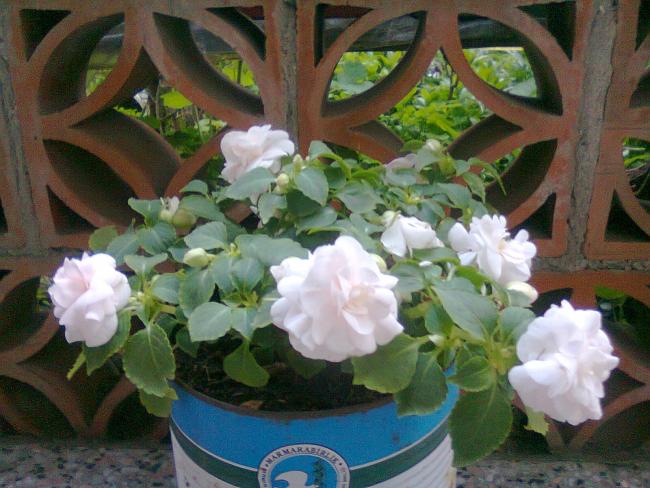 Name:  Fotoraf2173.jpg
Views: 563
Size:  54.1 KB