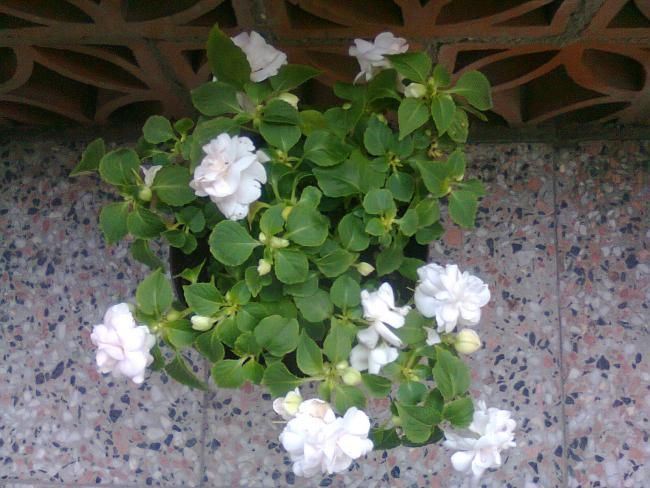 Name:  Fotoraf2174.jpg
Views: 544
Size:  57.3 KB