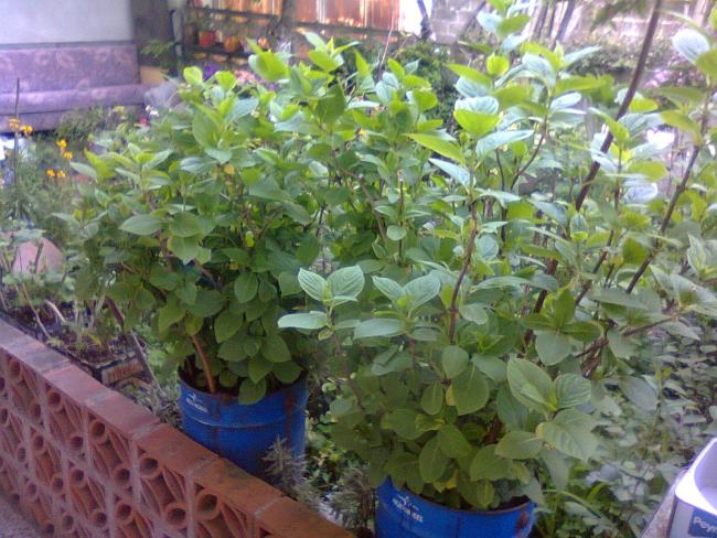 Name:  Fotoraf2271.jpg
Views: 561
Size:  66.5 KB
