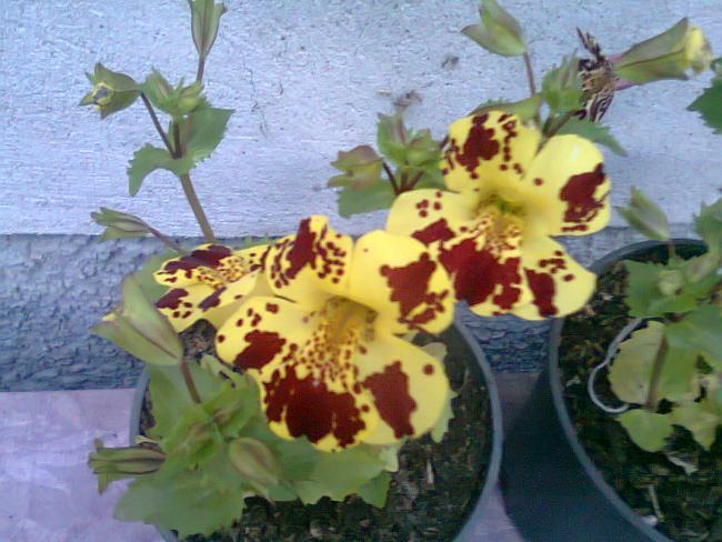 Name:  Fotoraf2231.jpg
Views: 580
Size:  54.6 KB