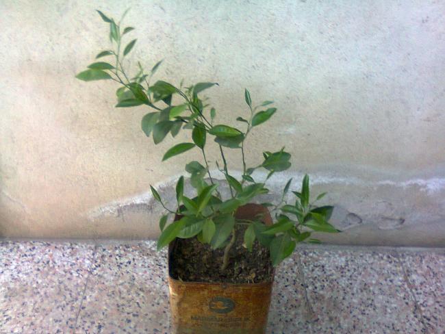 Name:  Fotoraf2266.jpg
Views: 538
Size:  48.6 KB