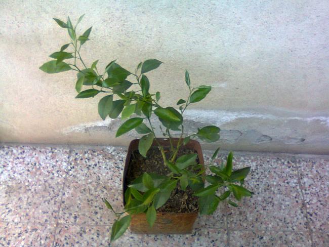 Name:  Fotoraf2265.jpg
Views: 584
Size:  55.9 KB