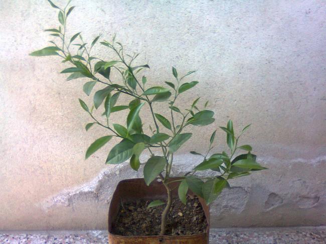 Name:  Fotoraf2264.jpg
Views: 540
Size:  51.8 KB