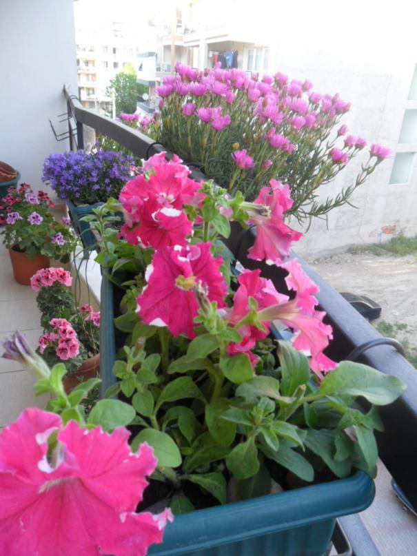 Name:  SAM_2793.jpg
Views: 1016
Size:  72.5 KB