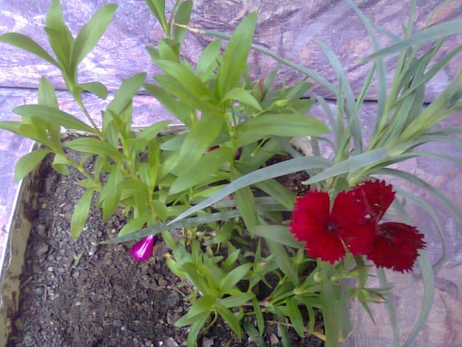 Name:  Fotoraf2247.jpg
Views: 544
Size:  57.4 KB