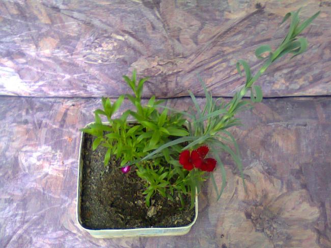 Name:  Fotoraf2246.jpg
Views: 568
Size:  55.4 KB