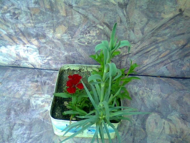 Name:  Fotoraf2253.jpg
Views: 557
Size:  56.1 KB