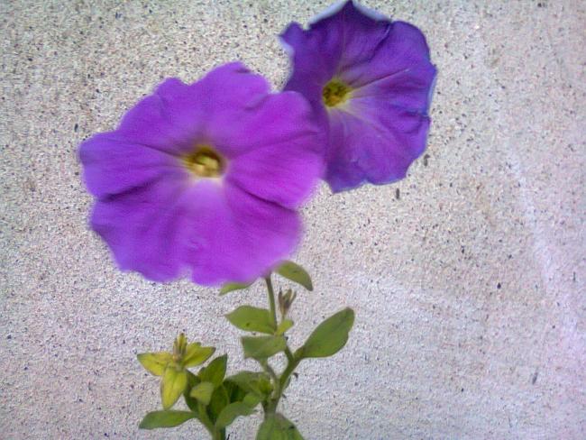 Name:  Fotoraf2234.jpg
Views: 637
Size:  61.8 KB