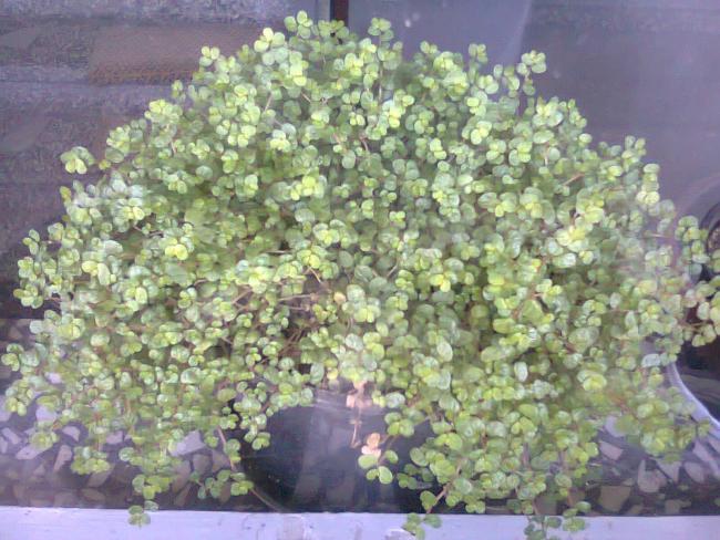 Name:  Fotoraf2296.jpg
Views: 672
Size:  62.8 KB