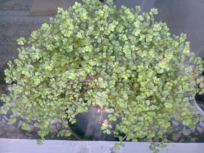 Name:  Fotoraf2298.jpg
Views: 660
Size:  60.0 KB