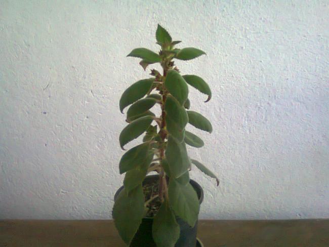 Name:  Fotoraf2236.jpg
Views: 679
Size:  37.9 KB