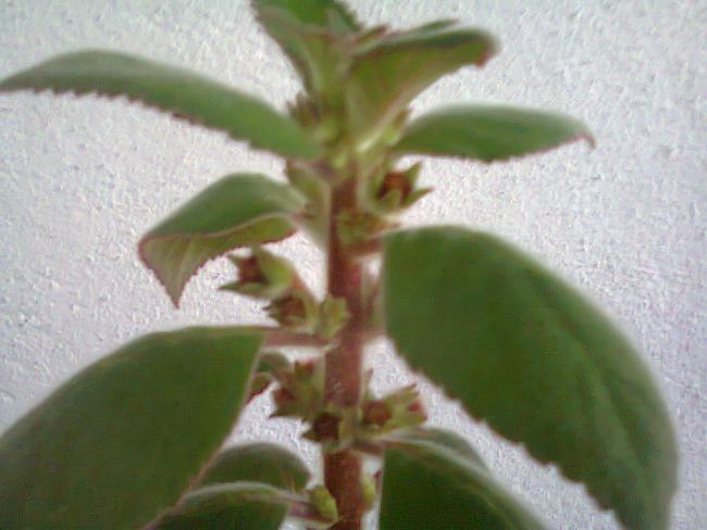 Name:  Fotoraf2235.jpg
Views: 638
Size:  37.0 KB