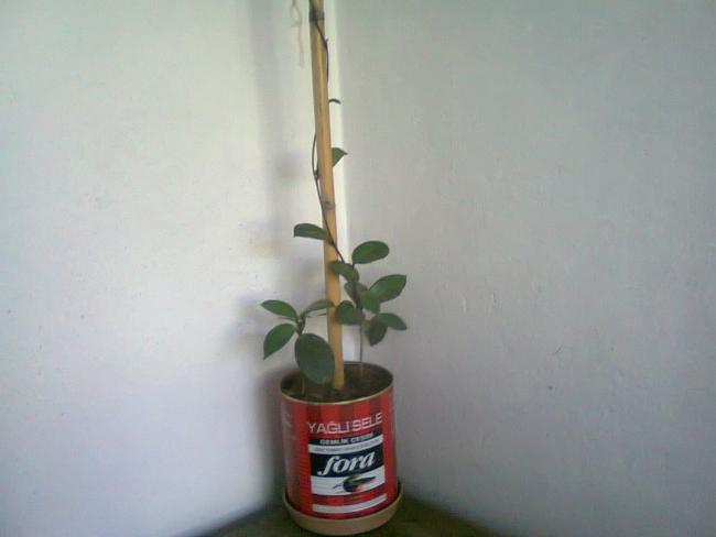 Name:  Fotoraf2237.jpg
Views: 640
Size:  20.3 KB