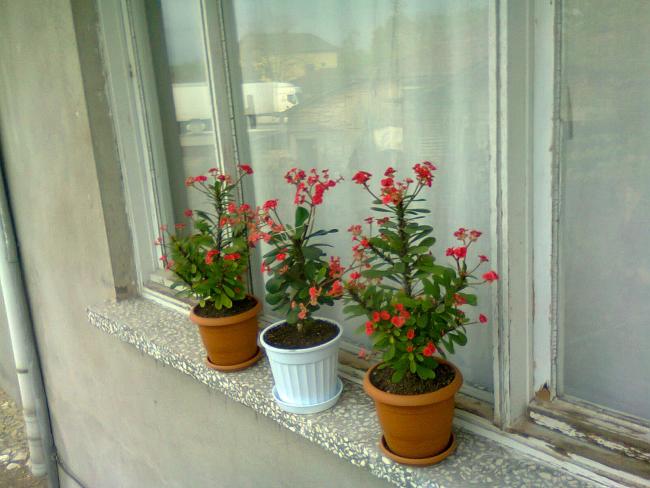 Name:  Fotoraf2167.jpg
Views: 654
Size:  45.4 KB