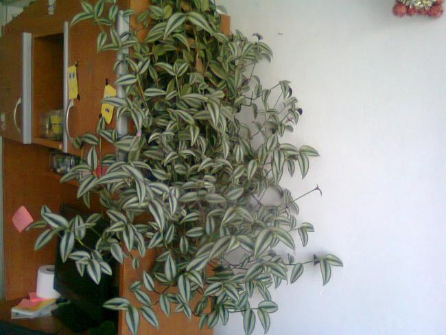 Name:  Fotoraf2290.jpg
Views: 620
Size:  46.0 KB