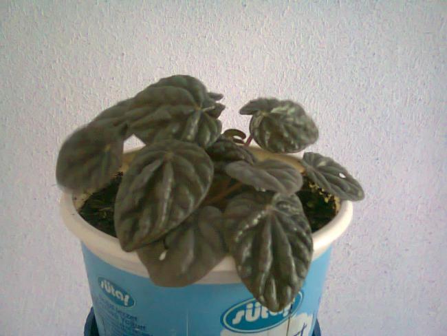 Name:  Fotoraf2276.jpg
Views: 654
Size:  37.6 KB