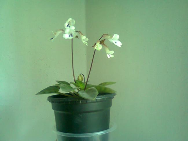 Name:  Fotoraf2222.jpg
Views: 616
Size:  18.4 KB