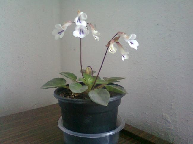 Name:  Fotoraf2224.jpg
Views: 614
Size:  27.8 KB