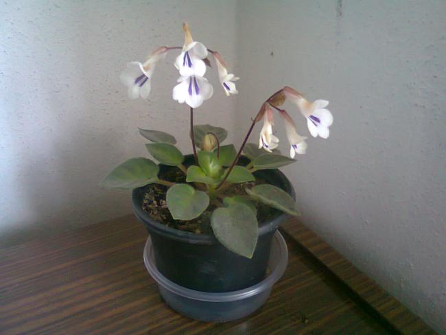 Name:  Fotoraf2225.jpg
Views: 719
Size:  28.4 KB