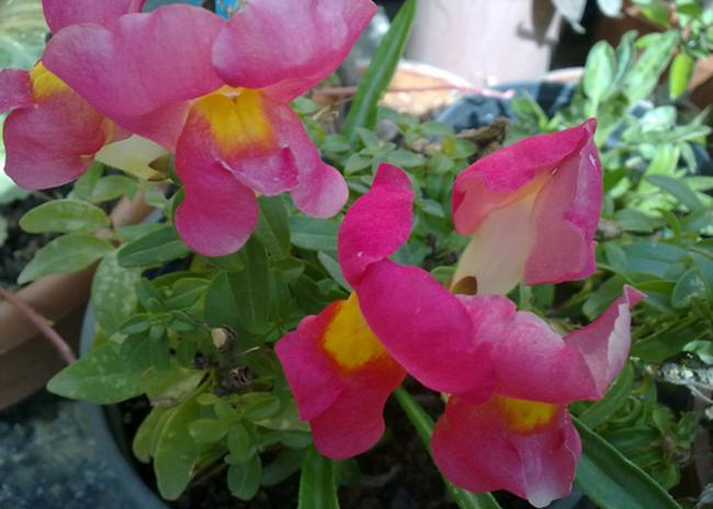 Name:  Antirrhinum majus (2).jpg
Views: 2120
Size:  41.2 KB