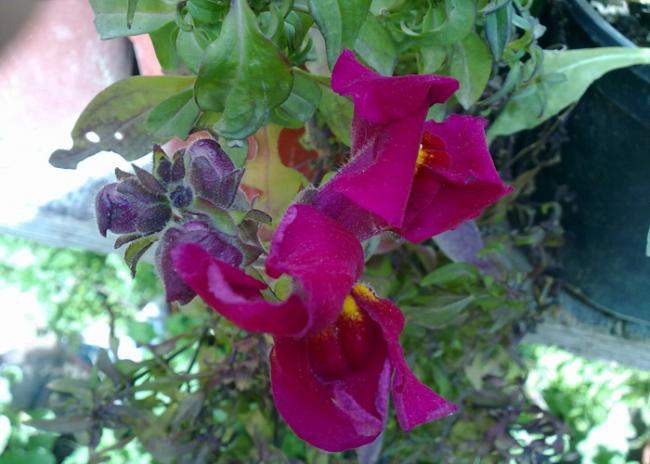 Name:  Antirrhinum majus (3).jpg
Views: 2160
Size:  44.9 KB