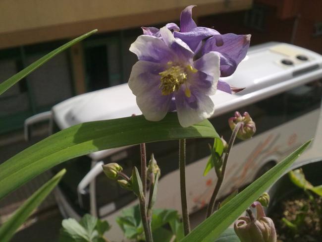 Name:  Aquilegia.jpg
Views: 2087
Size:  35.7 KB