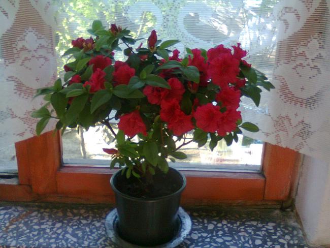 Name:  Fotoraf2239.jpg
Views: 684
Size:  52.5 KB