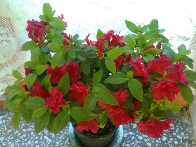 Name:  Fotoraf2240.jpg
Views: 647
Size:  54.2 KB