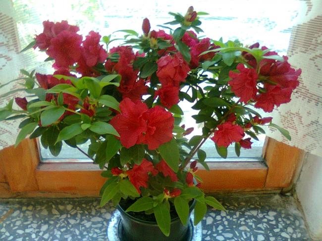 Name:  Fotoraf2244.jpg
Views: 669
Size:  60.8 KB