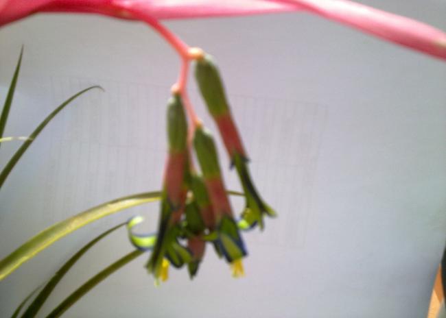 Name:  Bilbergia nutans (1).jpg
Views: 2086
Size:  20.7 KB