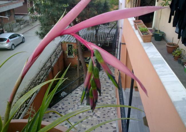 Name:  Bilbergia nutans (2).jpg
Views: 2060
Size:  48.6 KB