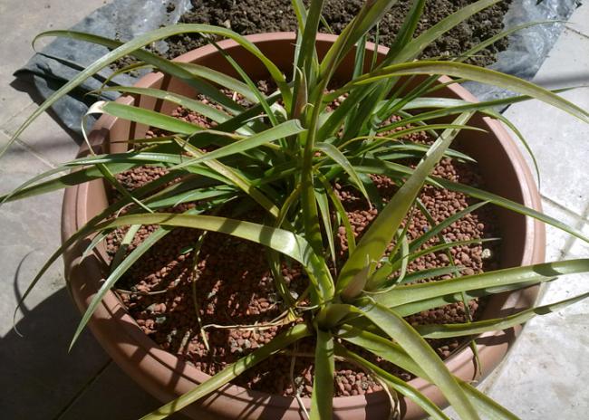 Name:  Bilbergia nutans (4).jpg
Views: 2089
Size:  67.8 KB