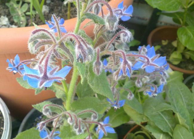 Name:  Borago officinalis (2).jpg
Views: 2841
Size:  48.0 KB