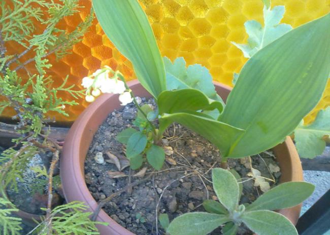 Name:  Convallaria majalis(Mge).jpg
Views: 2185
Size:  51.9 KB