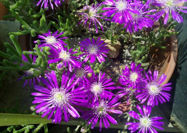 Name:  Drosanthemum floribundum(Acem Hals).jpg
Views: 4398
Size:  71.2 KB