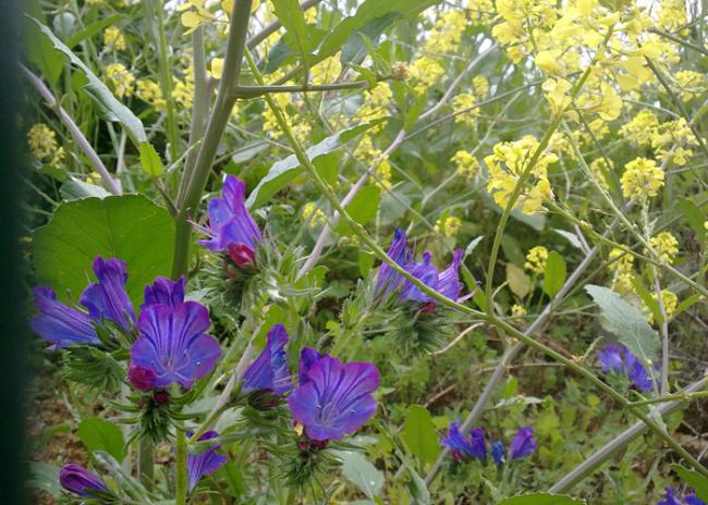Name:  Echium plantgineum(Paterson laneti).jpg
Views: 2022
Size:  69.2 KB