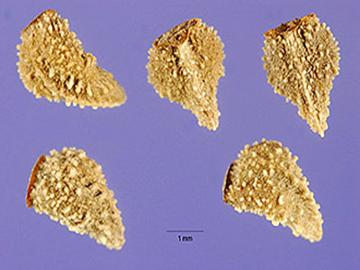Name:  Echium plantgineum-tohum.jpg
Views: 1981
Size:  61.7 KB
