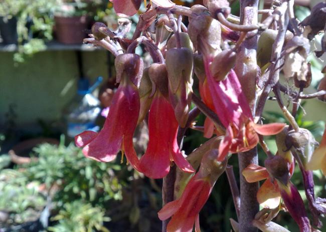Name:  Kalanchoe delagoensis.jpg
Views: 2385
Size:  52.3 KB