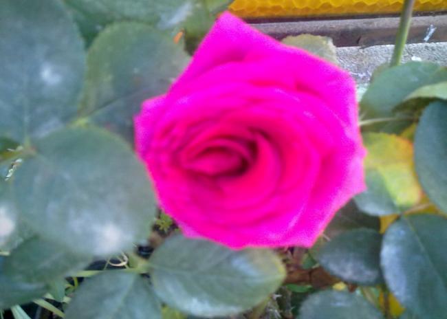 Name:  Kokulu Pembe Gl.jpg
Views: 2202
Size:  29.0 KB