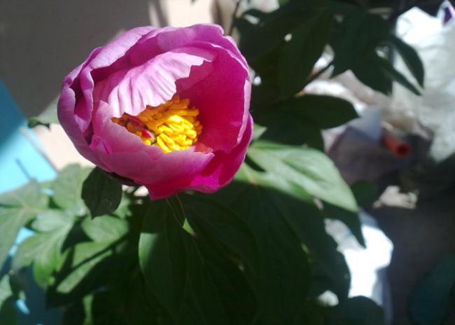 Name:  Paeonia(Aa akayk).jpg
Views: 2021
Size:  30.2 KB