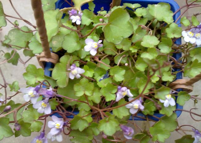 Name:  Nakka Sarma(Cymbalaria muralis) (1).jpg
Views: 2776
Size:  54.6 KB