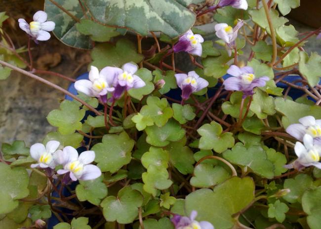 Name:  Nakka Sarma(Cymbalaria muralis) (3).jpg
Views: 2586
Size:  50.9 KB
