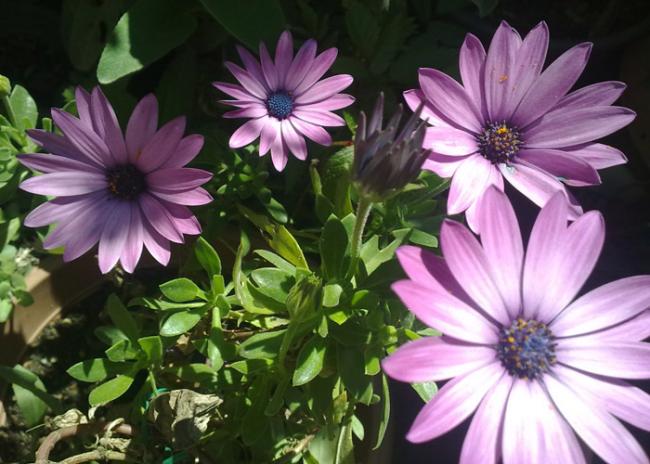 Name:  Osteospermum ecklonis (1).jpg
Views: 2242
Size:  51.9 KB