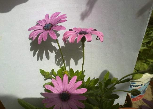Name:  Osteospermum ecklonis (3).jpg
Views: 2239
Size:  33.8 KB