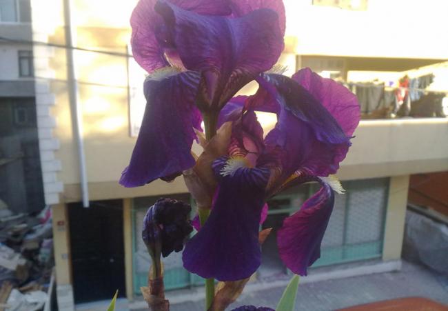Name:  Purple Iris(Mor ssen).jpg
Views: 2331
Size:  32.0 KB