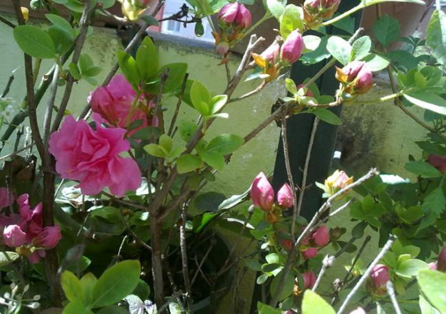 Name:  Rhododendron indicum.jpg
Views: 2020
Size:  60.3 KB